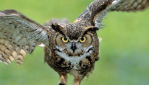 Owl-is-a-fascinating-bird