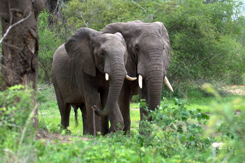 african-forest-elephants