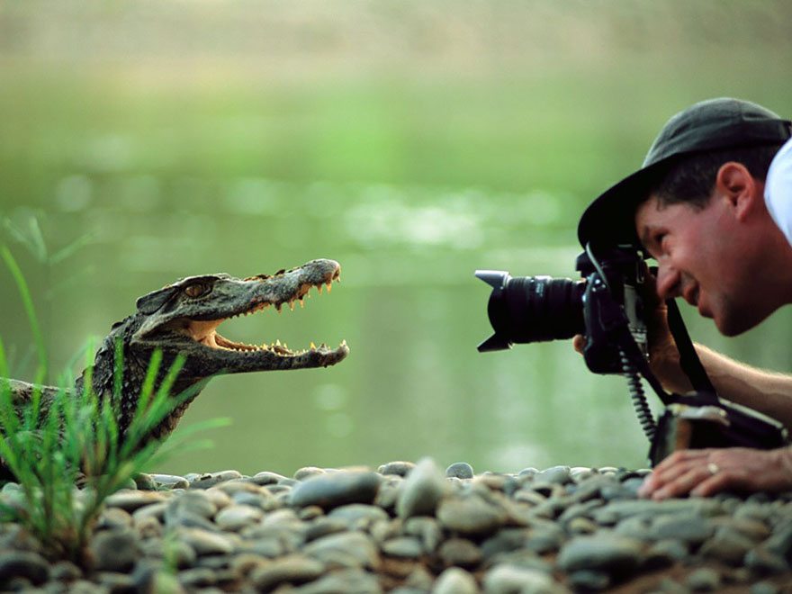 aligator-smiling-at-camera