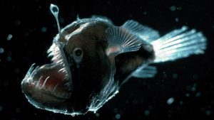anglerfish-in-the-dark