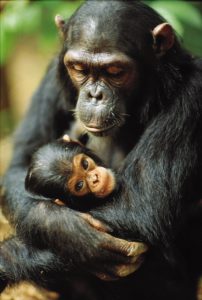 baby-and-mom-chimpanzee