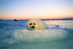 baby-harp-seal