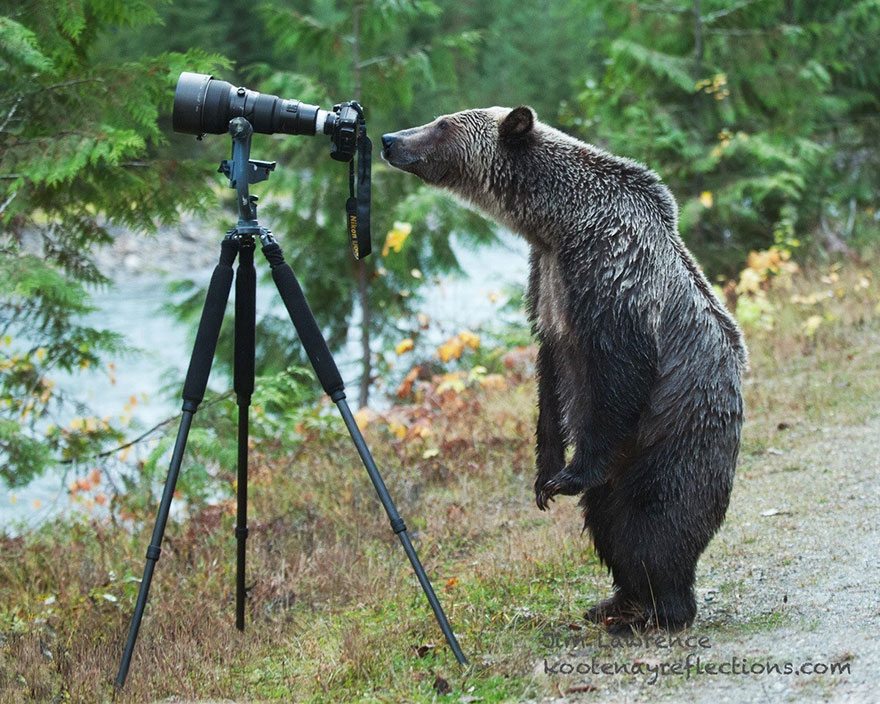 bear-taking-photo