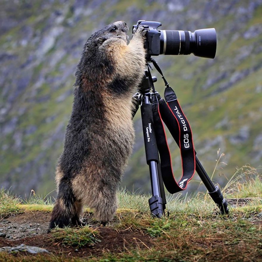 beaver-taking-photo