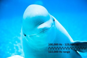 beluga-whale-hearing-range