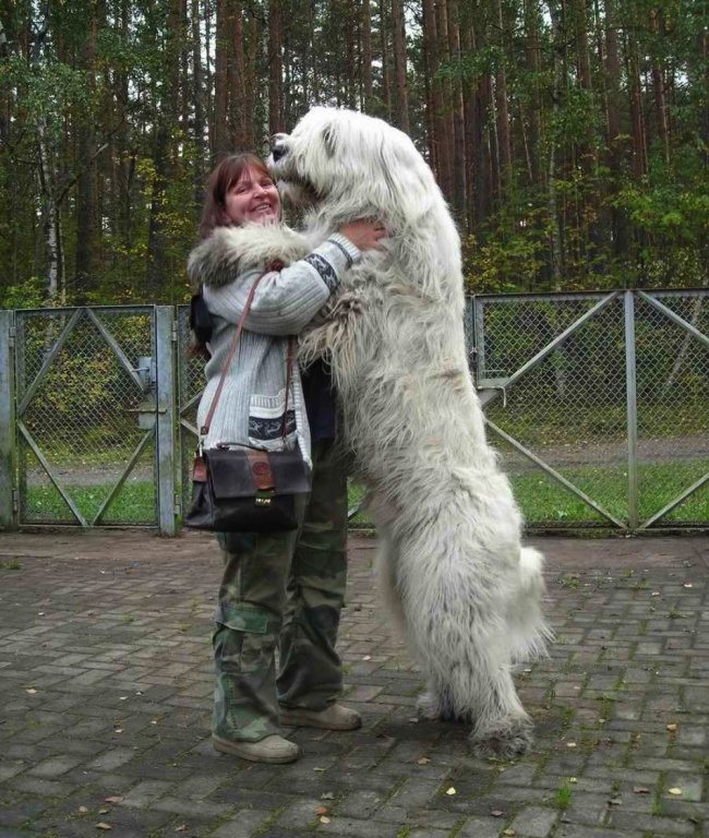 big-dog-1