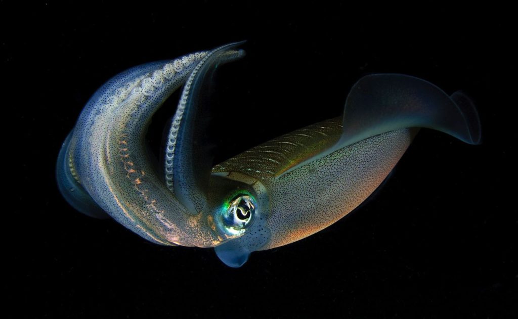 bigfin-reef-squid