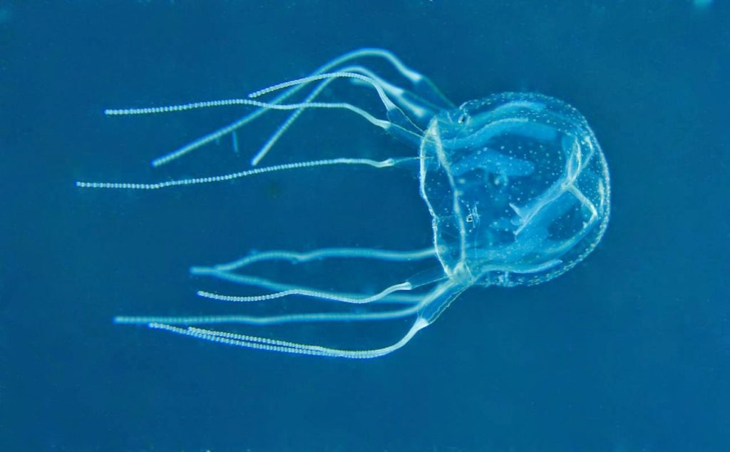 bioluminescent-comb-jelly-fish