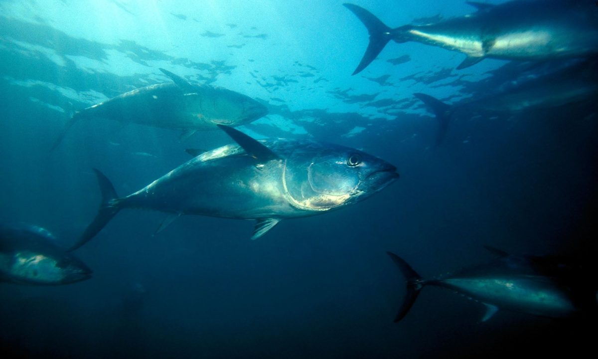 Atlantic Bluefin Tuna Endangered Animal Encyclopedia