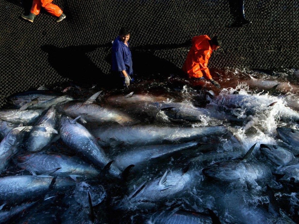 bluefin-tuna-overfishing