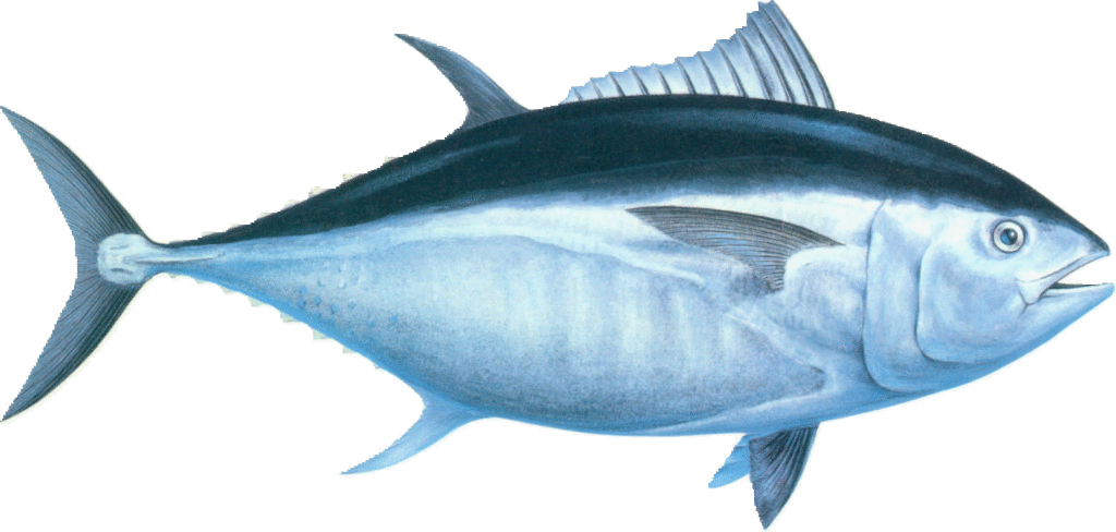 bluefin-tuna-stat
