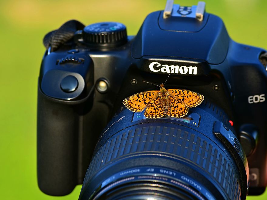 butterfly-on-camera