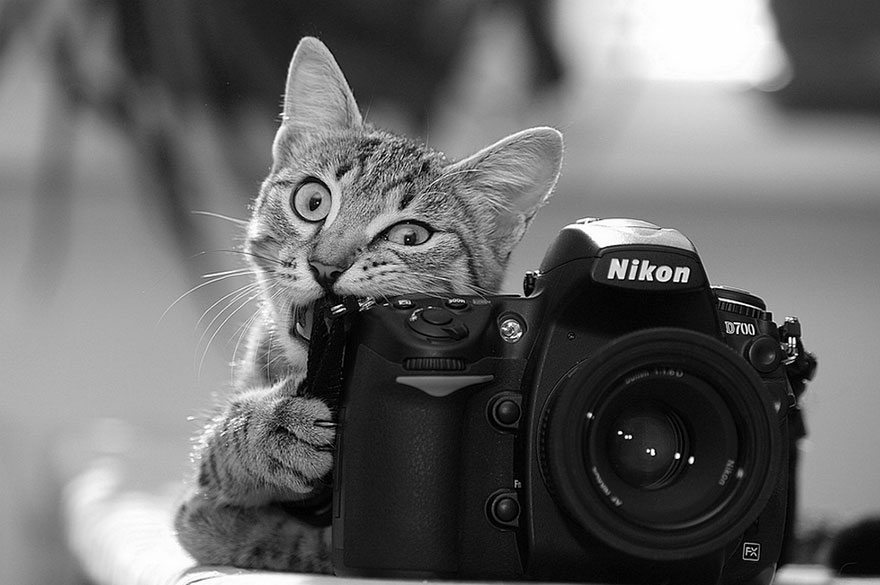 cat-biting-camera