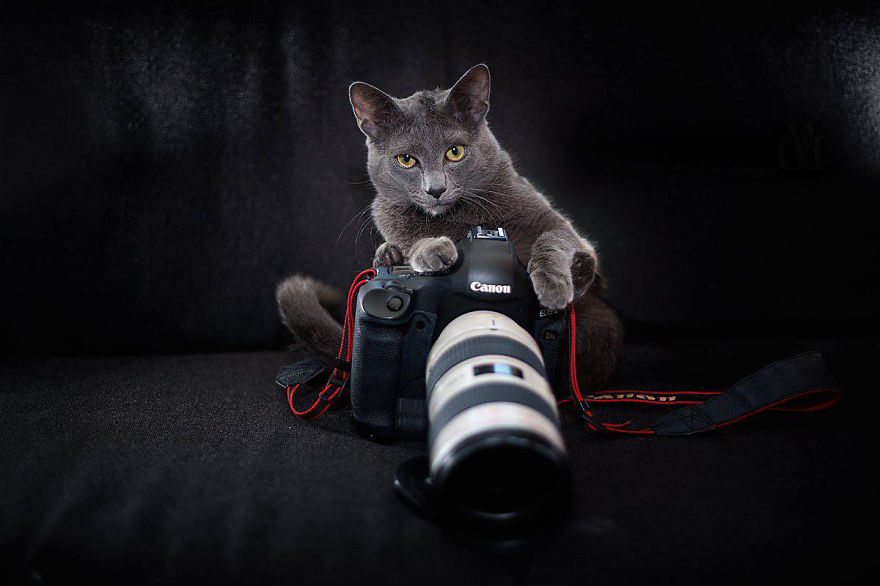 cat-with-camera