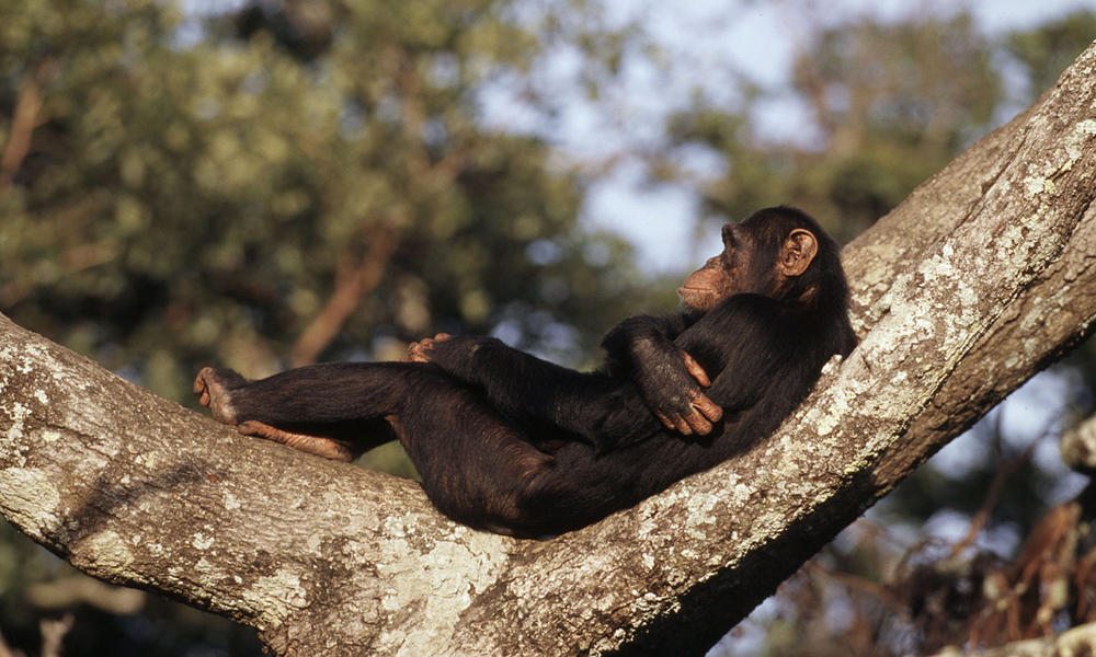 chimapnzee-deforestation