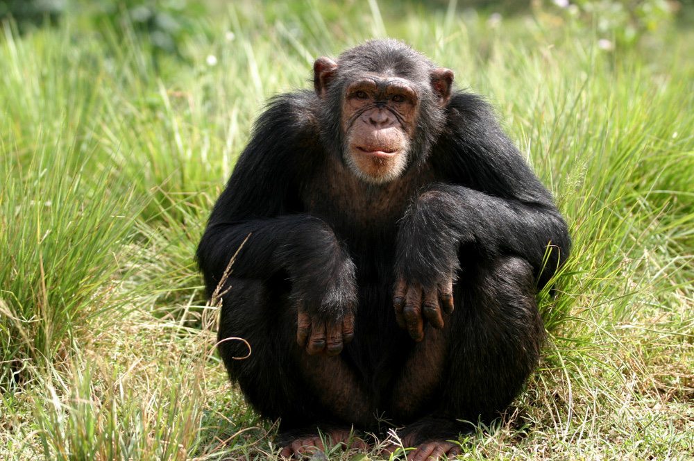chimpanzee-stat