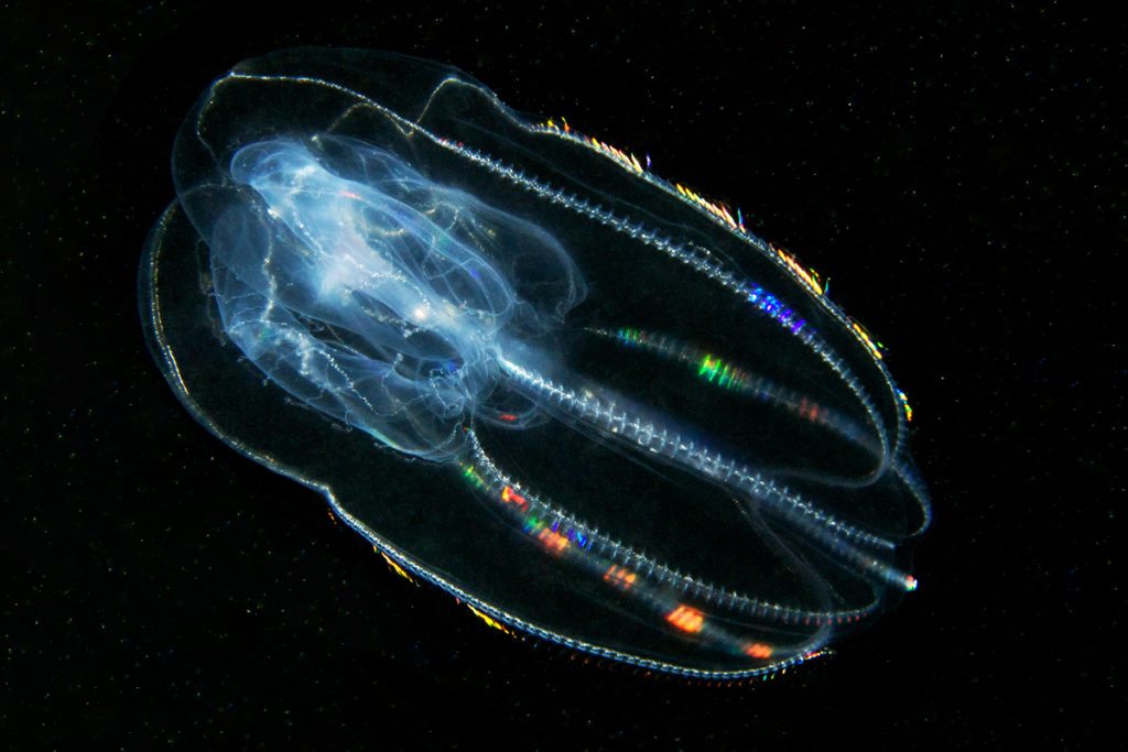 comb-jellyfish-reflections