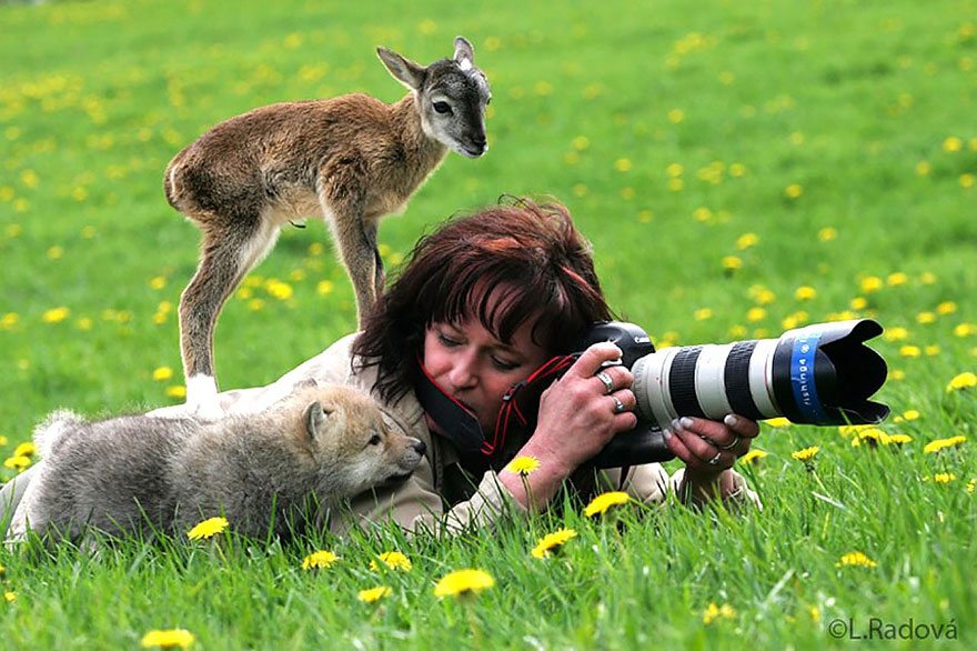 cute-deer-on-photographer