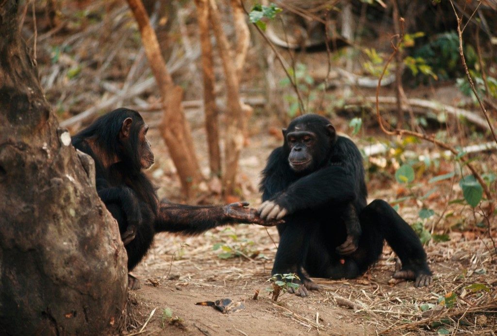 deforestation-chimpanzee