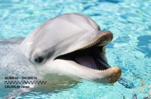 dolphin-hearing-range