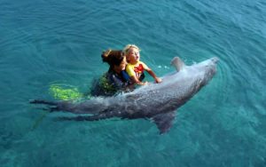 dolphin-rescues-human