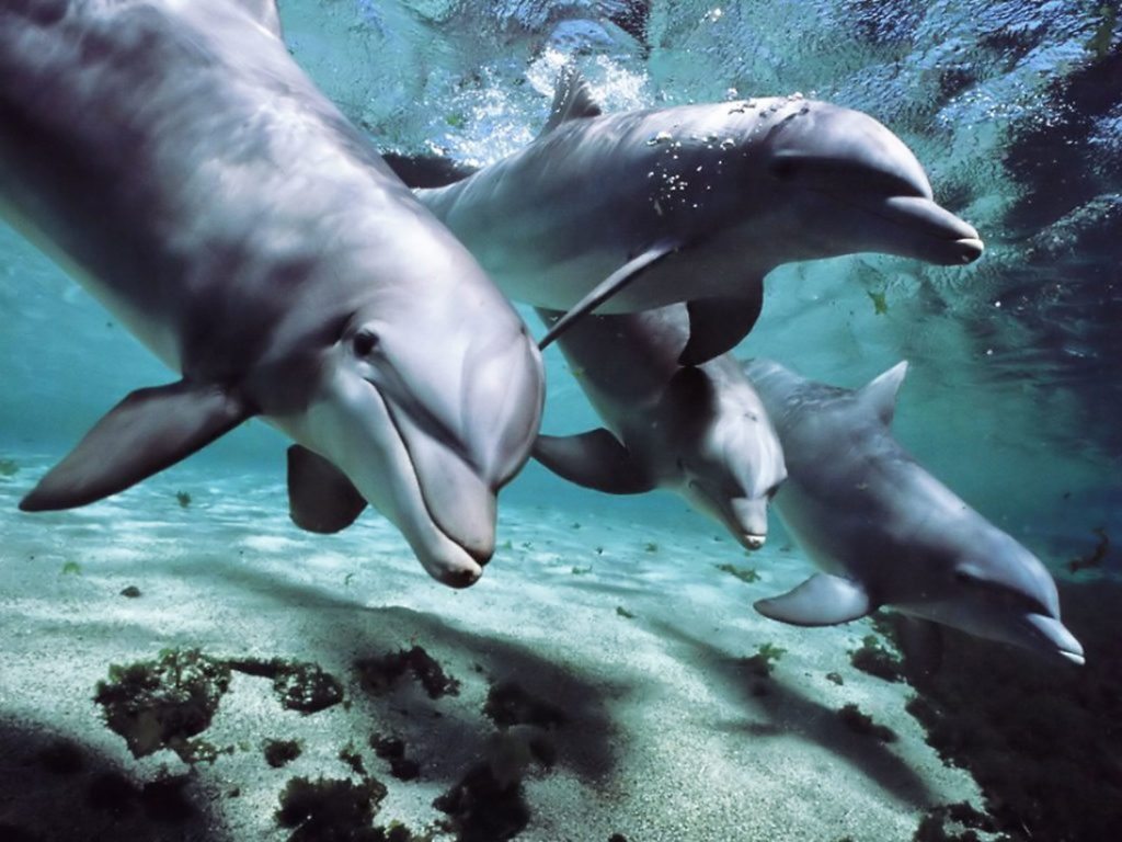 Dolphins are known to help other animals, including humans 
