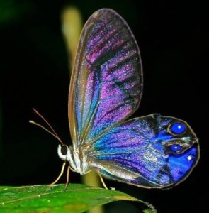 fluorescence-butterfly