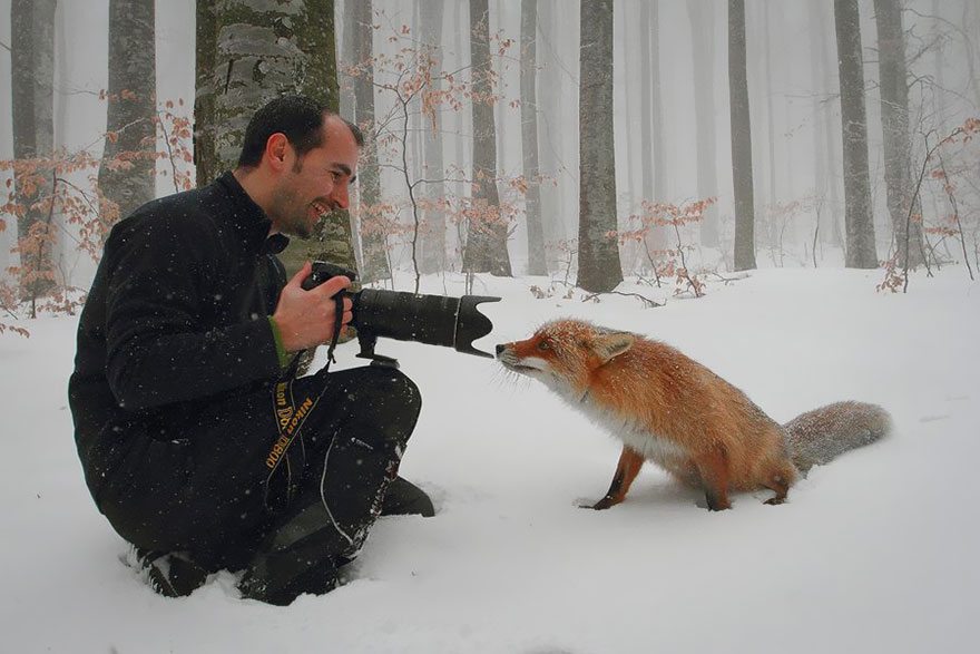fox-getting-close-to-camera