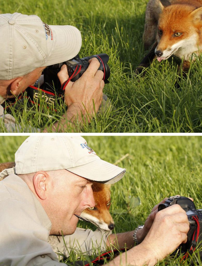 fox-helping-photographer