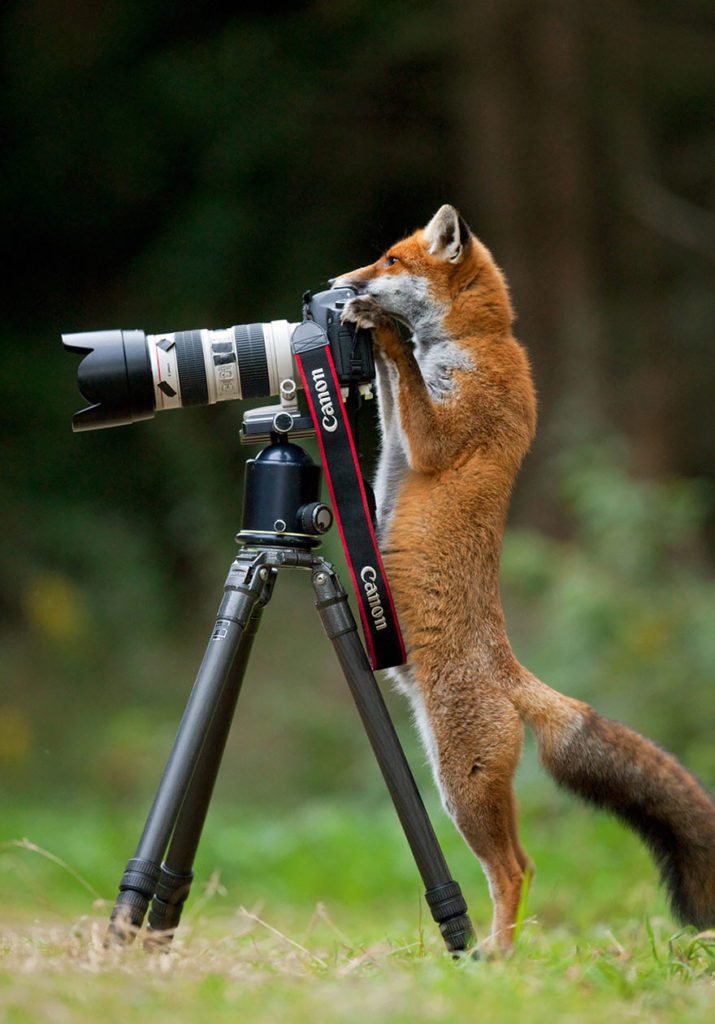 fox-taking-a-photo