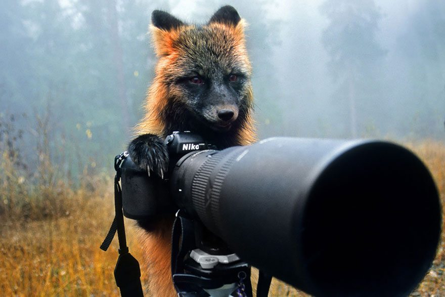 fox-taking-a-photo4