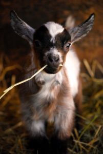 happy-baby-goat