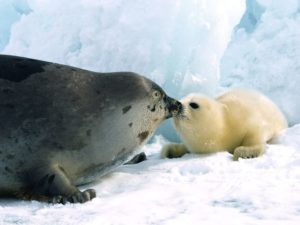 harp-seal-and-mom