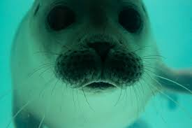 harp-seal-swimming