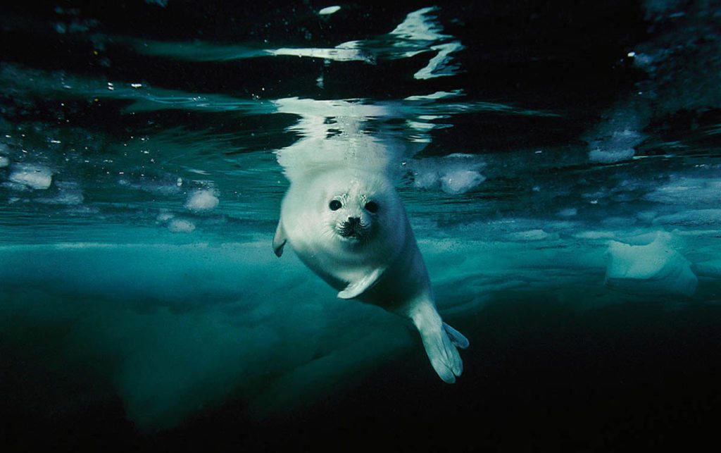 harp-seal-underwater