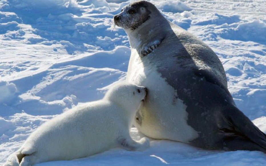 harp-seals-mother-1
