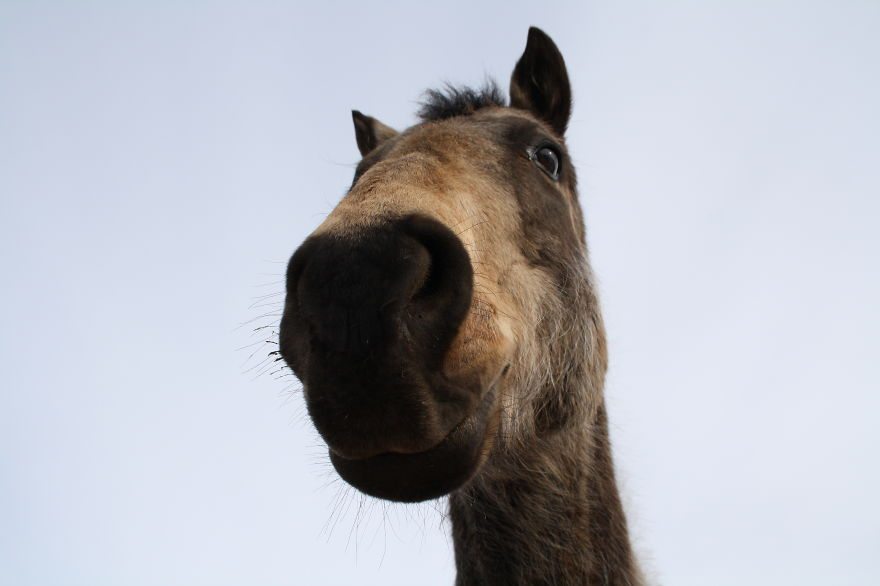 horse-staring-at-camera