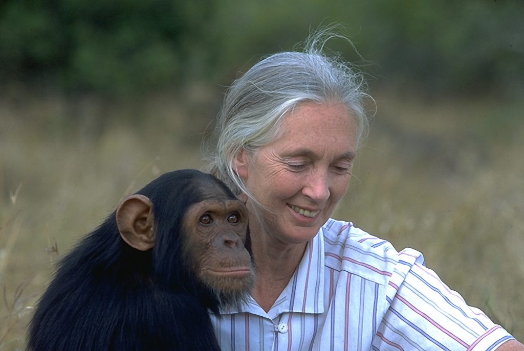 jane-godall-chimpanzee