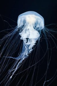 jellyfish-phosphorescence