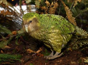 kakapo-parrot