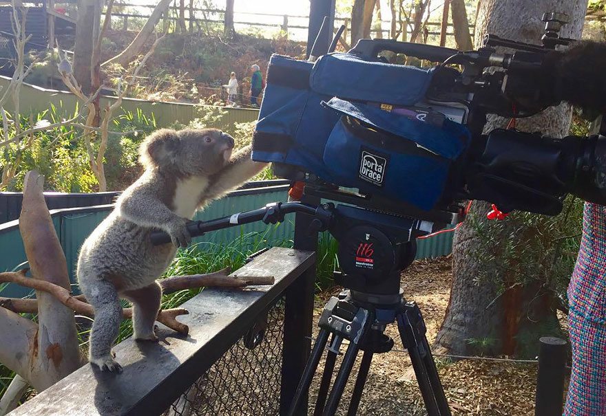 koala-with-camera