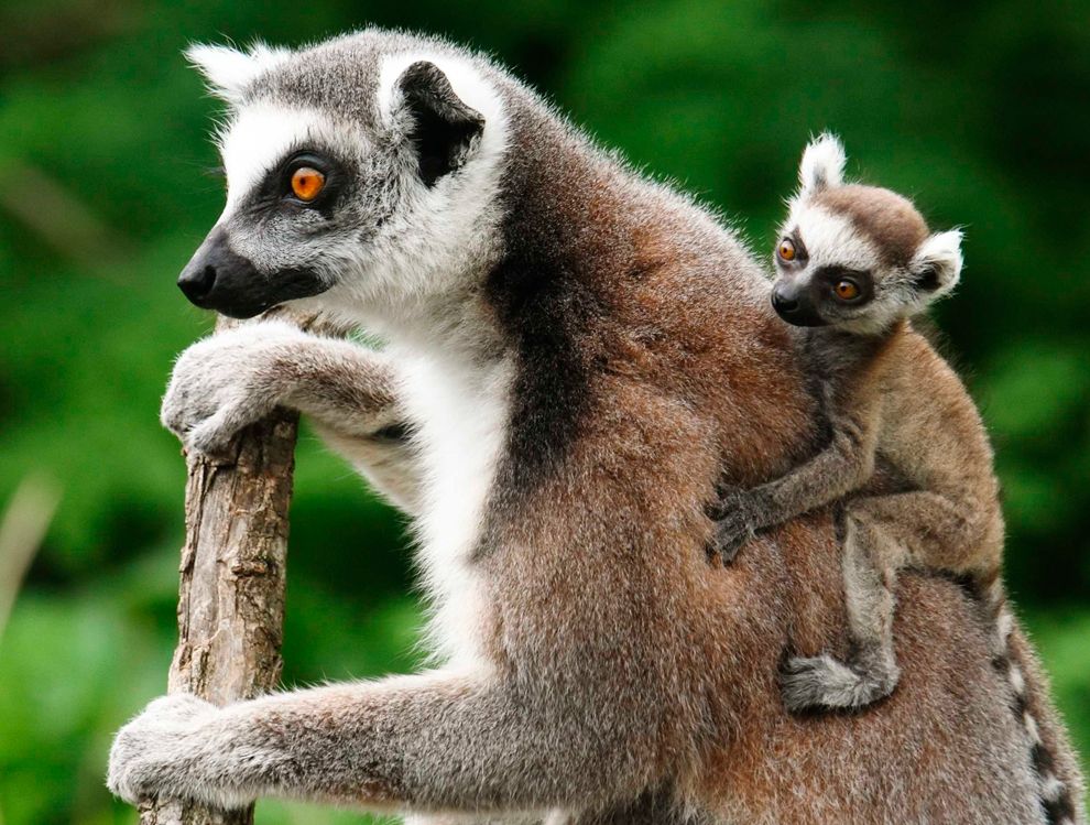 lemur-baby