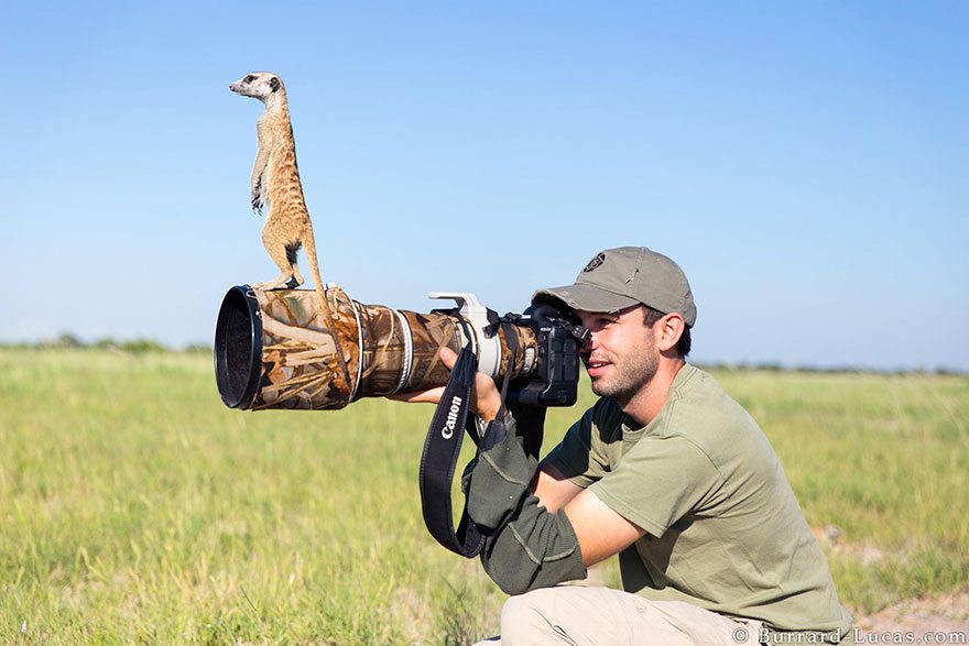 mangusta-standing-on-camera