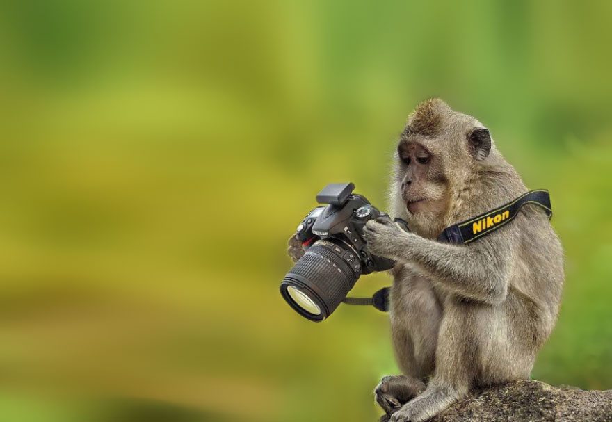 monkey-looking-at-photos