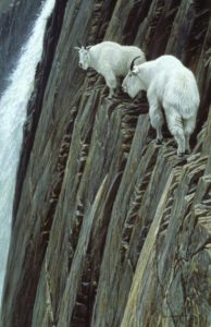 mountain-goats