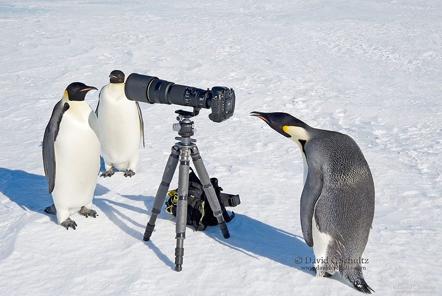 penguins-photo