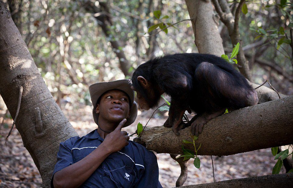 photo-taken-at-chimpanzee-conservation-center