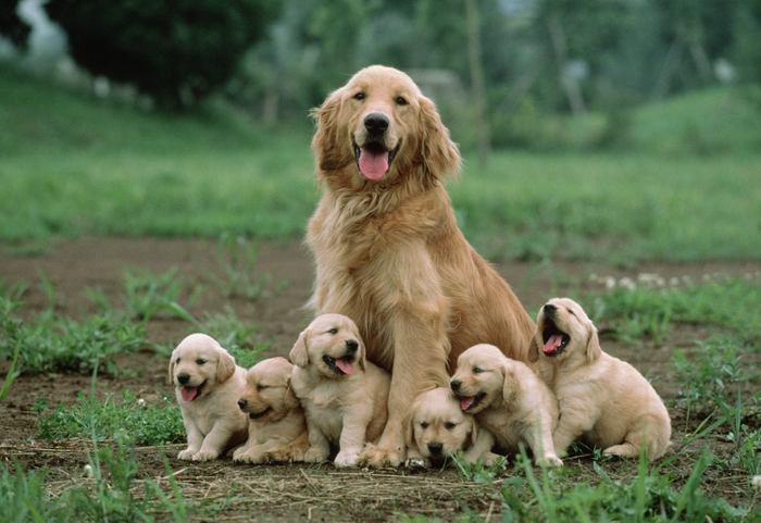 puppies-and-dogs-18