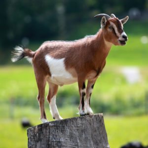 pygmy-goat-on-a-stump