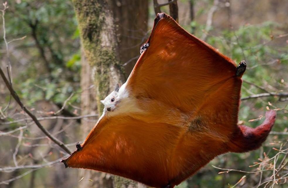 red-flying-squirrel